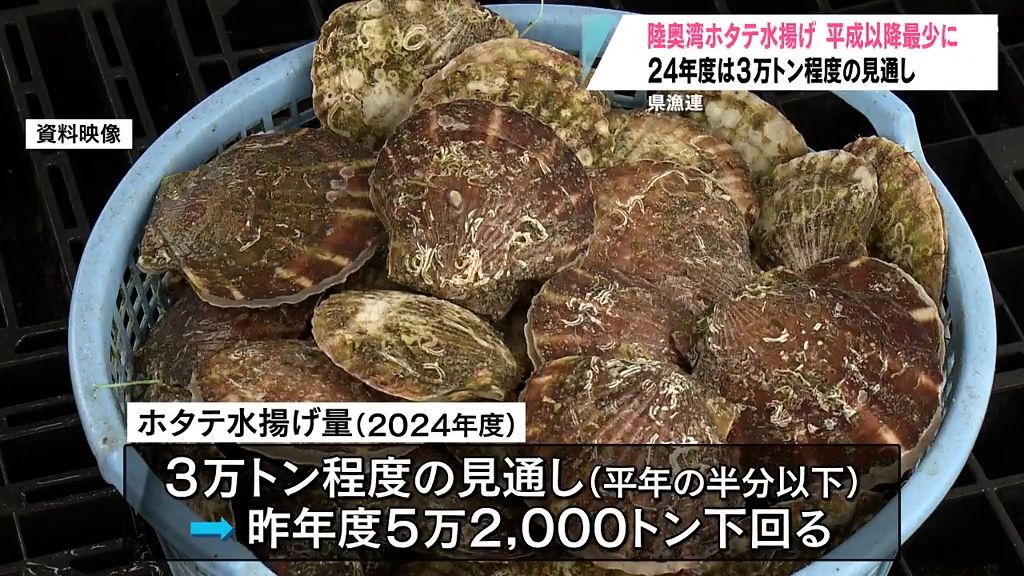 陸奥湾ホタテ水揚げ　平成以降最少に　３万トンほどにとどまる　平年の半分以下　去年夏の記録的高水温が影響