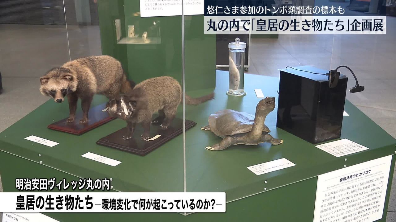 丸の内で「皇居の生き物たち」企画展 悠仁さま参加のトンボ類調査や