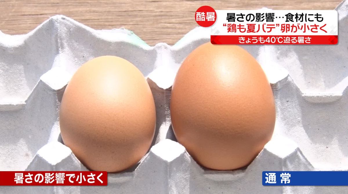 危険な暑さ続く　影響は卵にも…　鶏も“夏バテ”で産卵数減りサイズも小さく