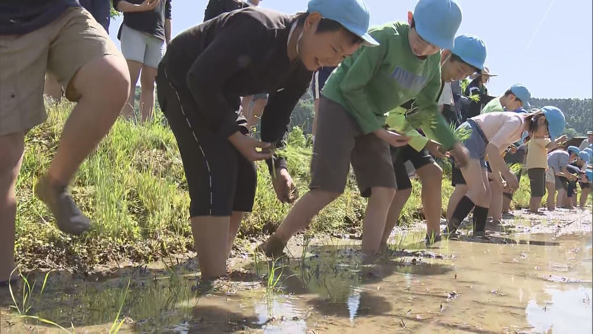 おいしい米ができますように 児童が福井生まれコシヒカリの田植え 夏日予想も水分補給欠かさずに