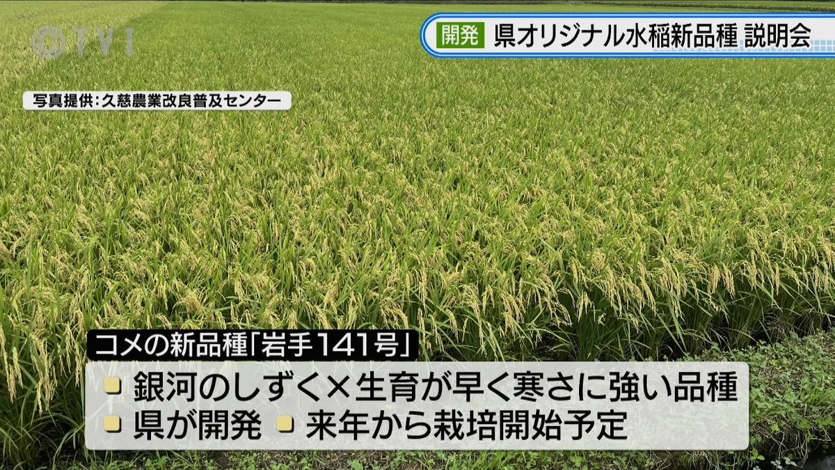 【新品種のコメ】岩手県オリジナル「岩手141号」来年から栽培開始「粒が大きくほどよい粘り」「寒さに強く倒れにくい」