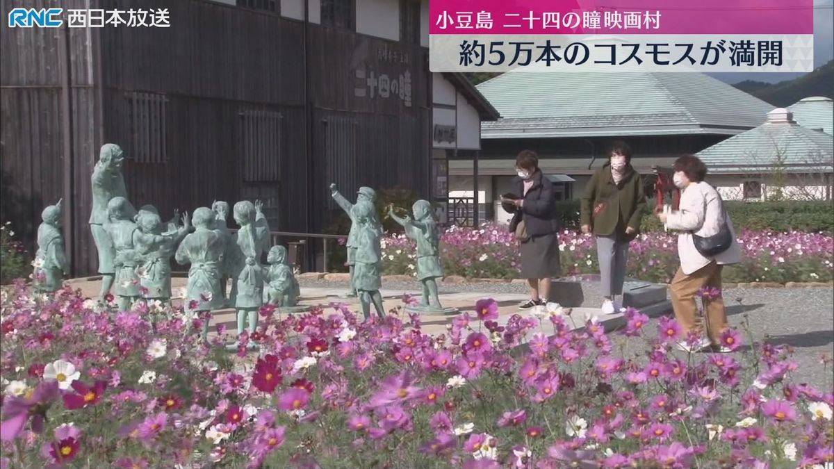 二十四の瞳映画村でコスモス満開　小豆島