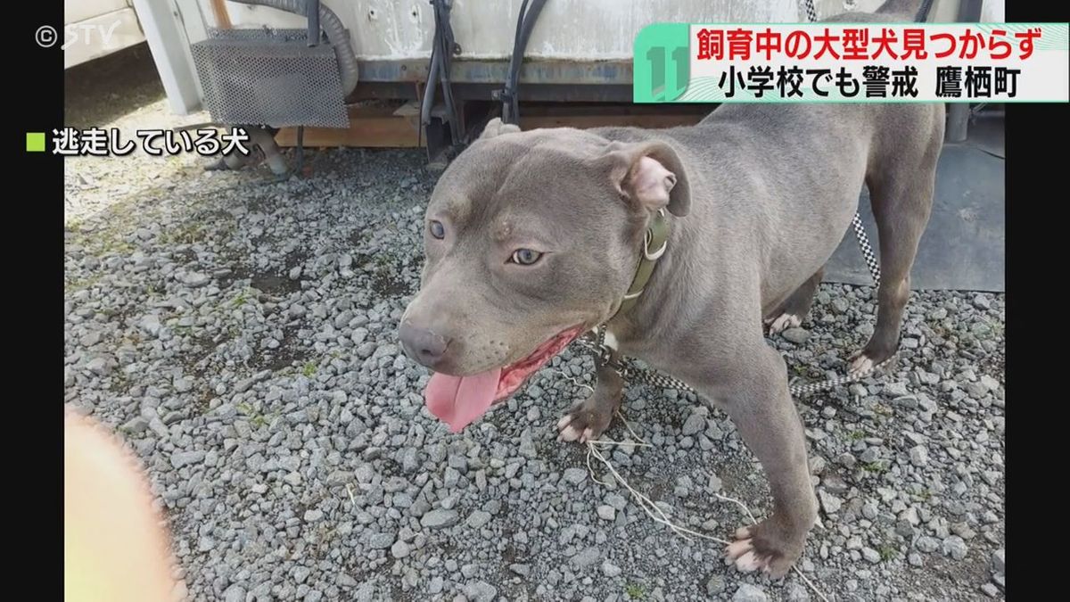 これが逃げたアメリカン・ピット・ブル　北海道鷹栖町で警戒続く　小学校は保護者付き添い登校も