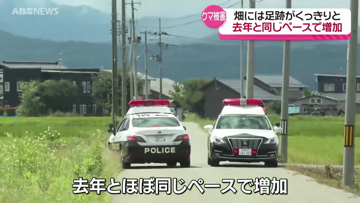 横手市十文字町の畑で85歳男性がクマに襲われて大けが  クマに襲われけがをした人は今年に入って10人目で 過去最多となった去年と同じペース