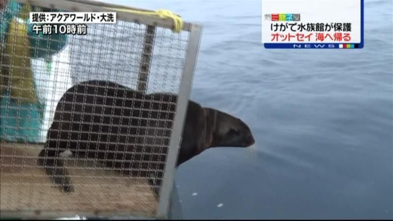 ケガで保護のオットセイ、傷が癒え海へ…