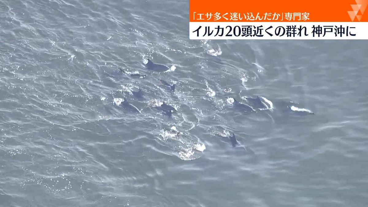20頭近くのイルカの群れ…ジャンプする姿も　六甲アイランド沖でカメラ捉える　神戸市