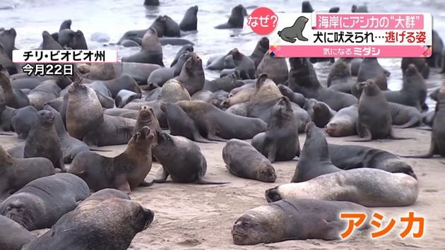 チリの海岸にアシカの 大群 ナゼ