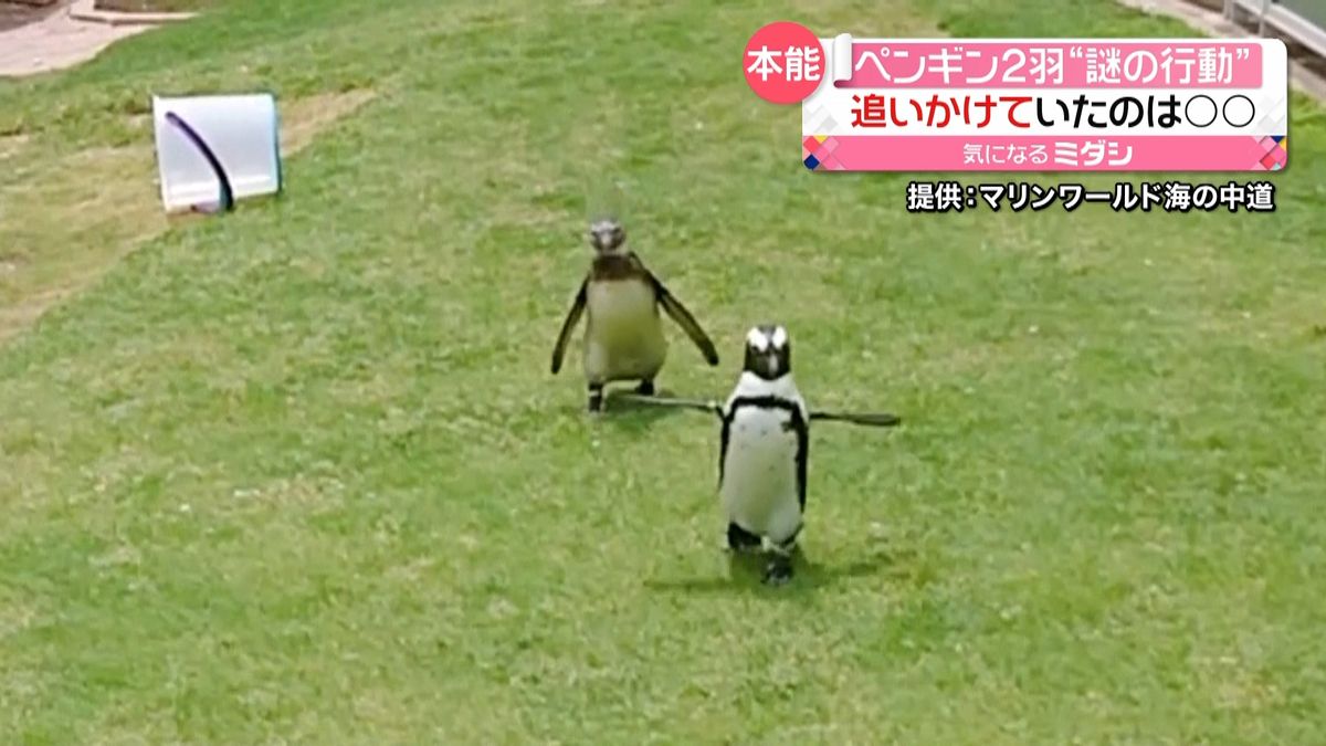 ペンギンがチョウ追いかけ走る、なぜ　福岡