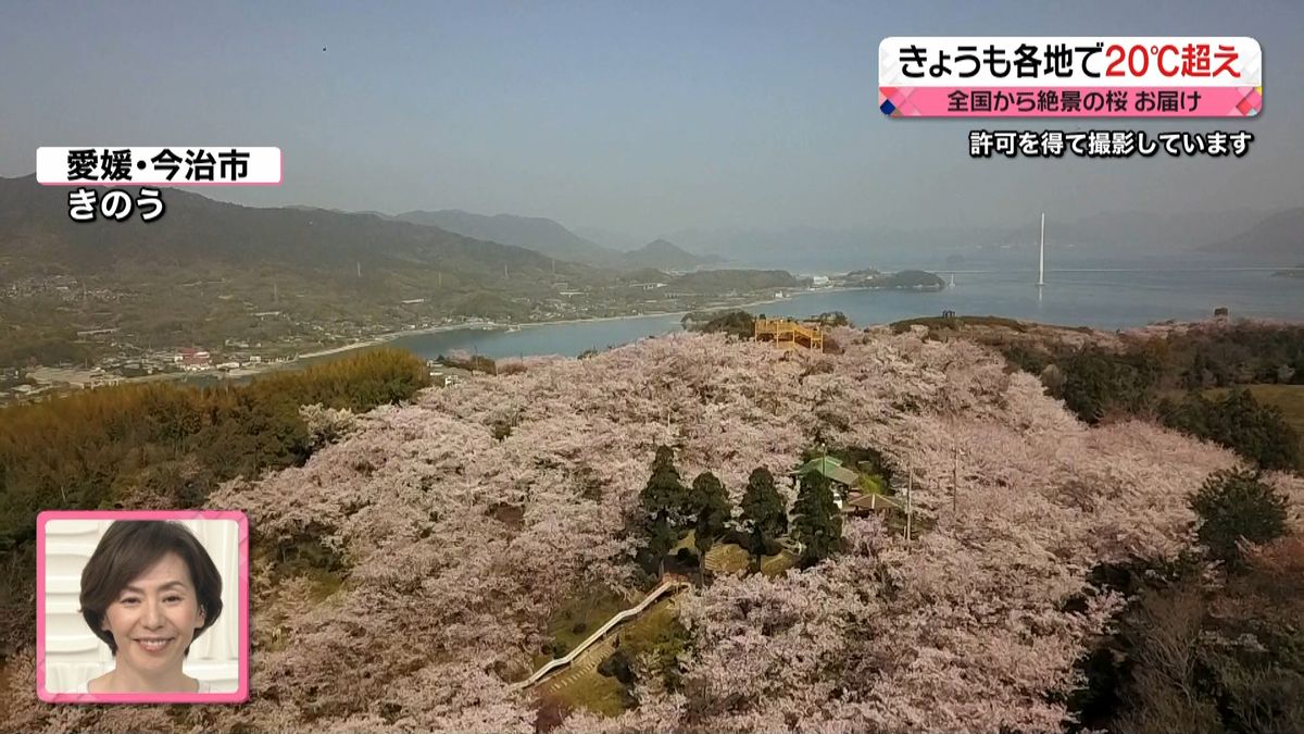海と咲き誇る桜のコントラスト　愛媛・今治