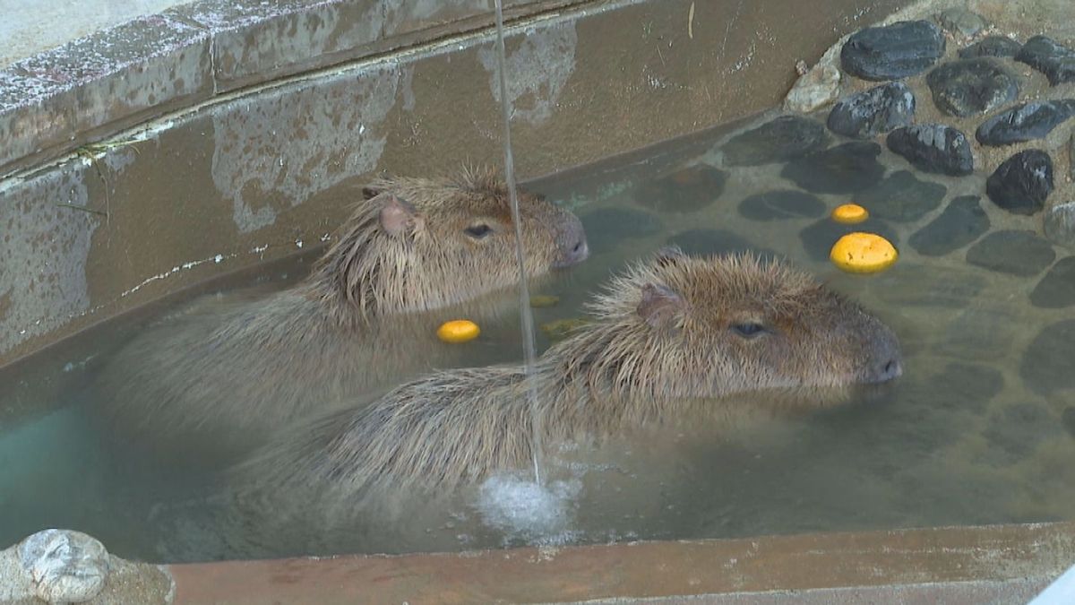 強烈寒波！カピバラにあったか～いプレゼント　皆さんお馴染み！カピバラ温泉