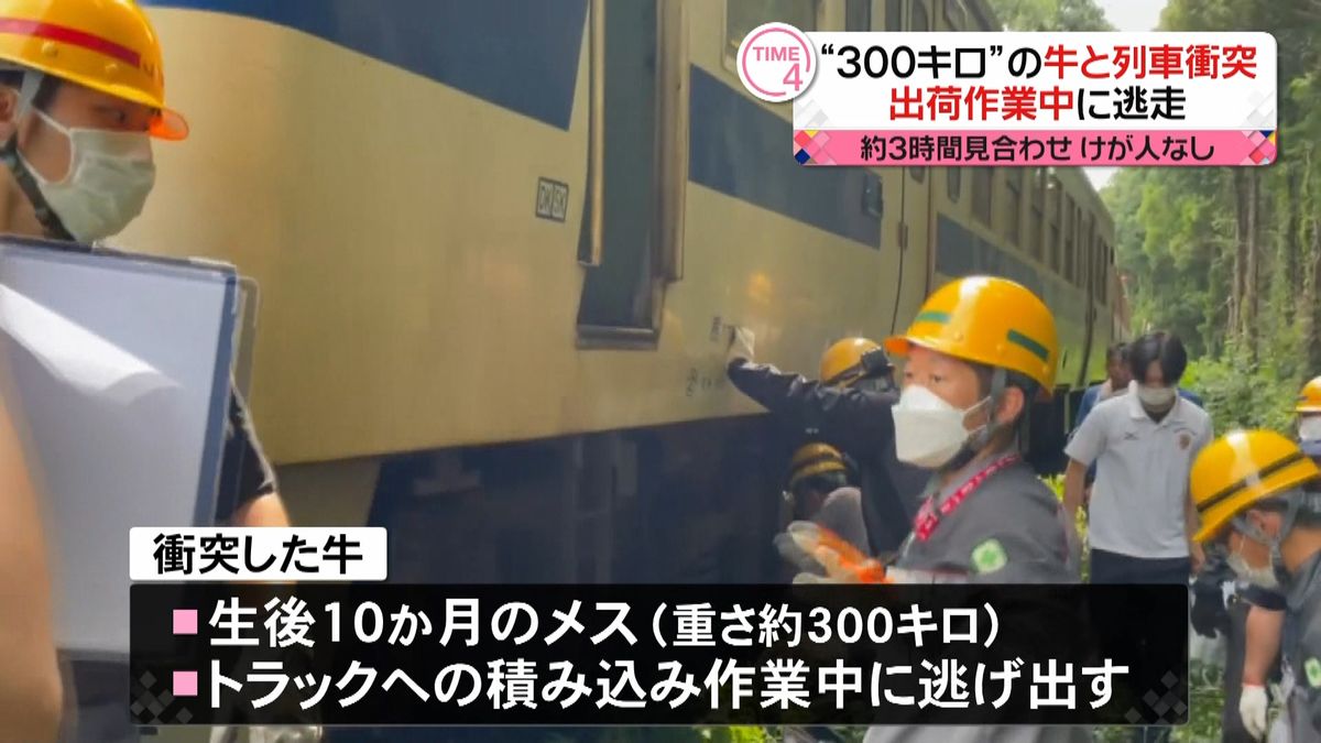 JR豊肥線“300キロ”の牛と列車衝突…約3時間見合わせ、けが人なし　出荷作業中に逃走　熊本・大津町