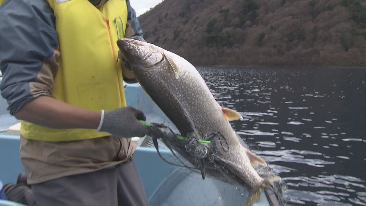 本栖湖のレイクトラウト駆除へ“クラファン”が大反響 目標2倍超の寄付集まる 山梨