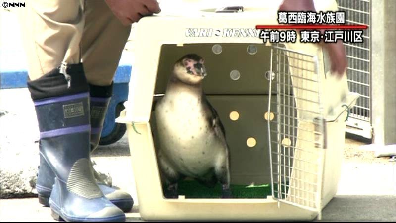 ８０日逃亡の脱走ペンギンを一般公開　東京