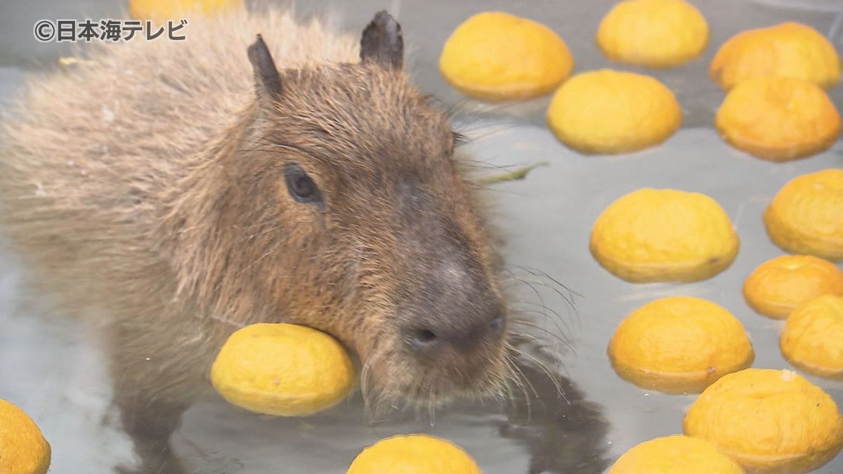 気温－2℃の中　恒例の“カピバラ温泉”　42℃のゆず湯でほっこりと　鳥取県米子市