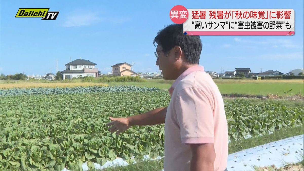 秋の味覚に異変？ “高いサンマ” に “害虫被害の野菜” も （静岡県）