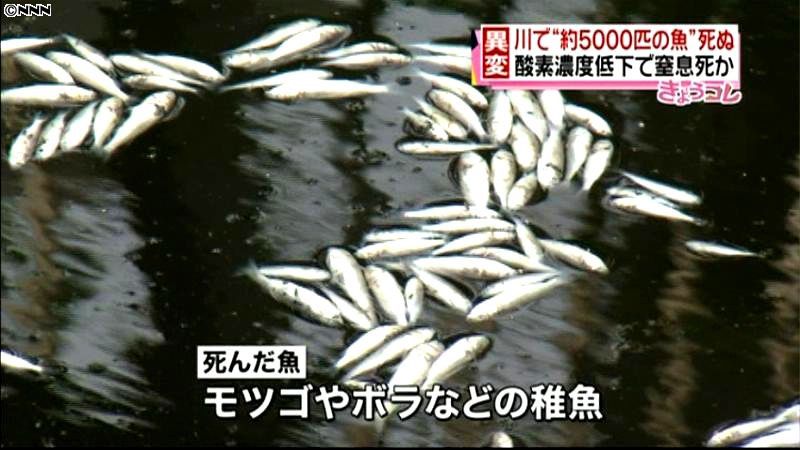 川で約５千匹の魚が大量死　東京・大田区