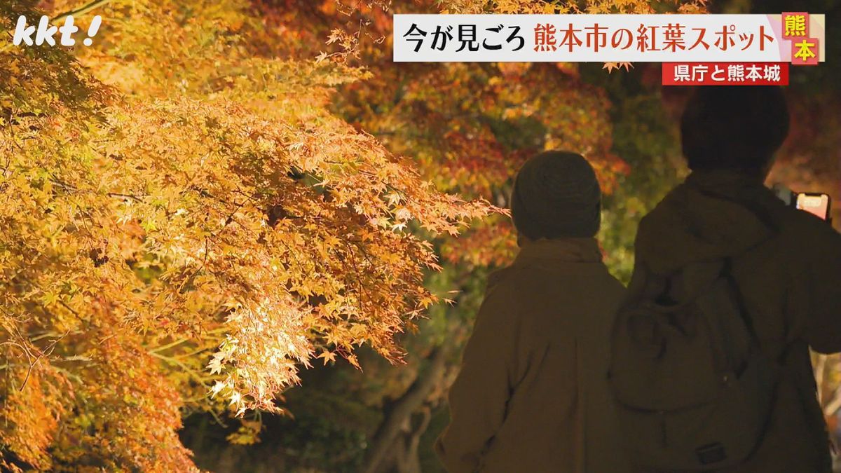 【映像企画】見ごろを迎えた熊本市の紅葉