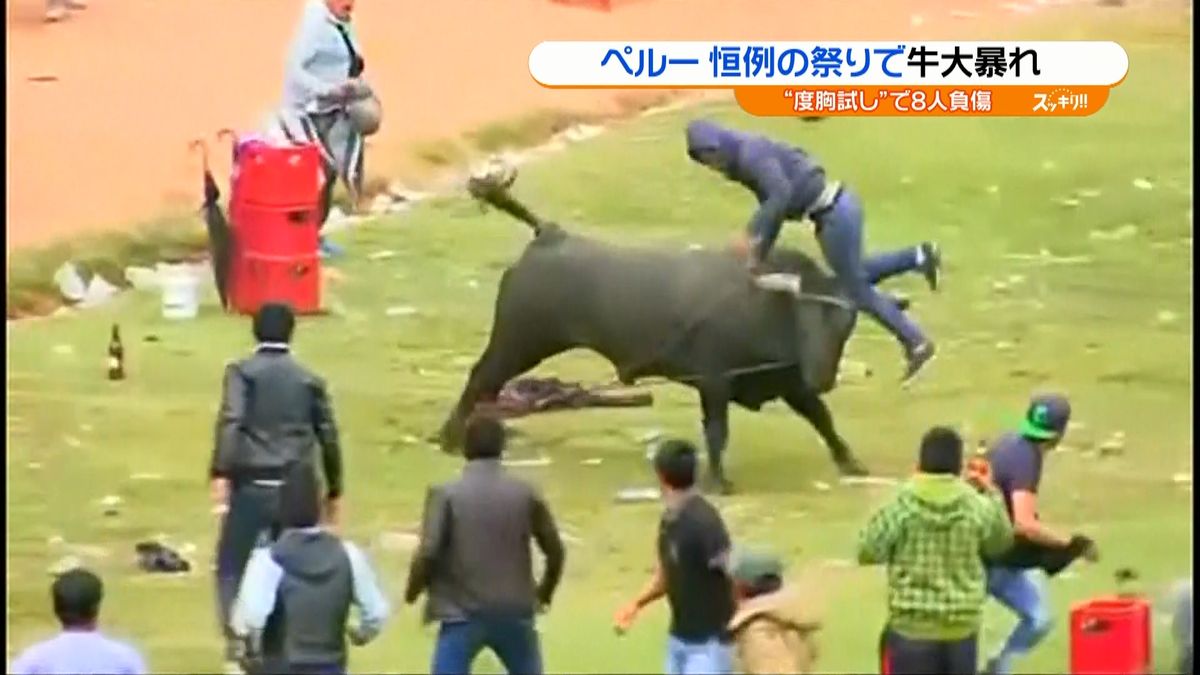 ペルー年始恒例の祭りで牛大暴れ　８人ケガ