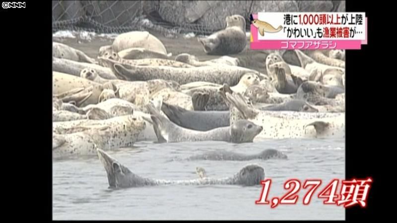 １千頭以上のアザラシ…漁業関係者に影響