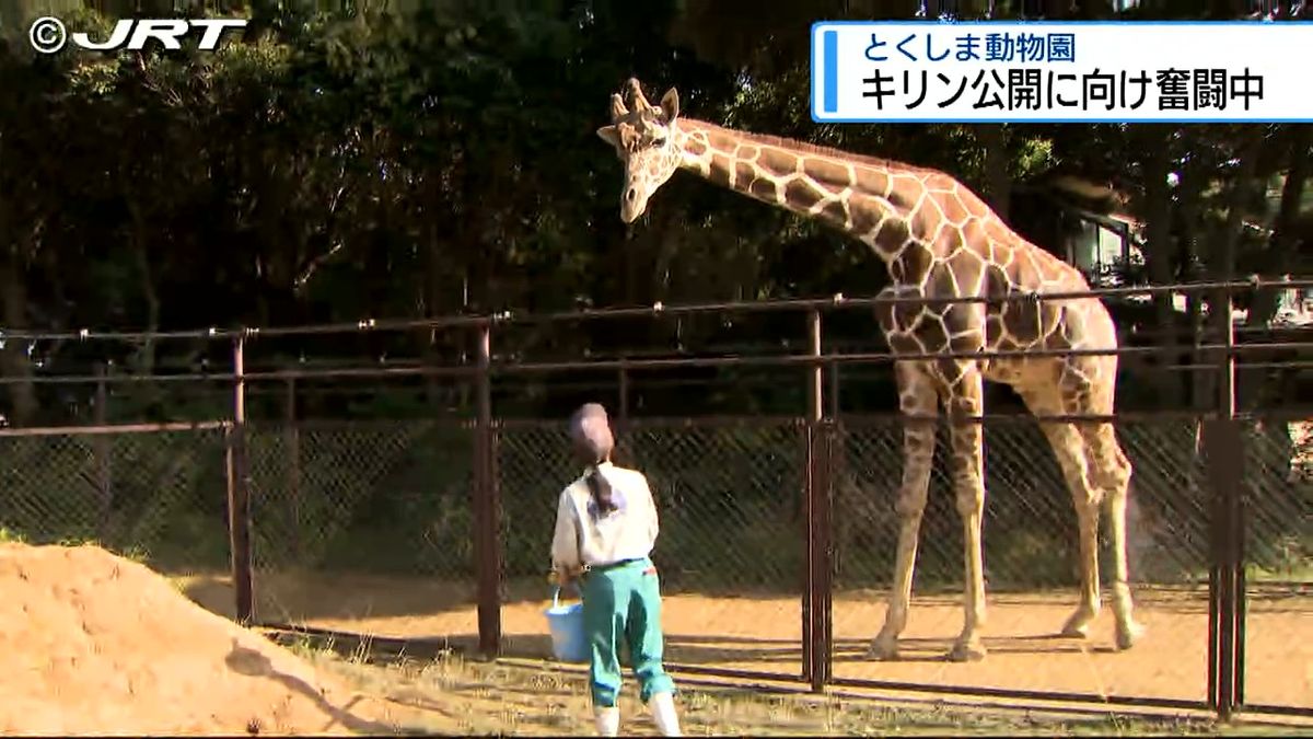 3月にやって来たアミメキリンのオス「はっさく」はいま...展示に向け奮闘中の様子をカメラが追う【徳島】