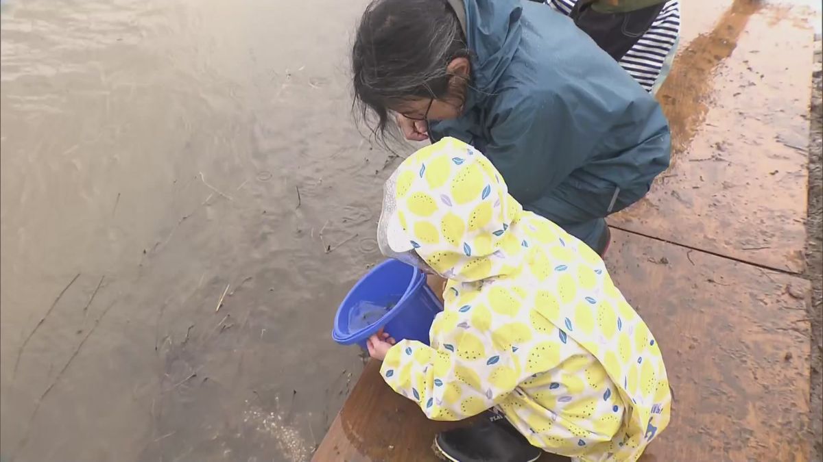 長岡市の小学生がサケの稚魚を放流　歴史や自然環境を学ぶ