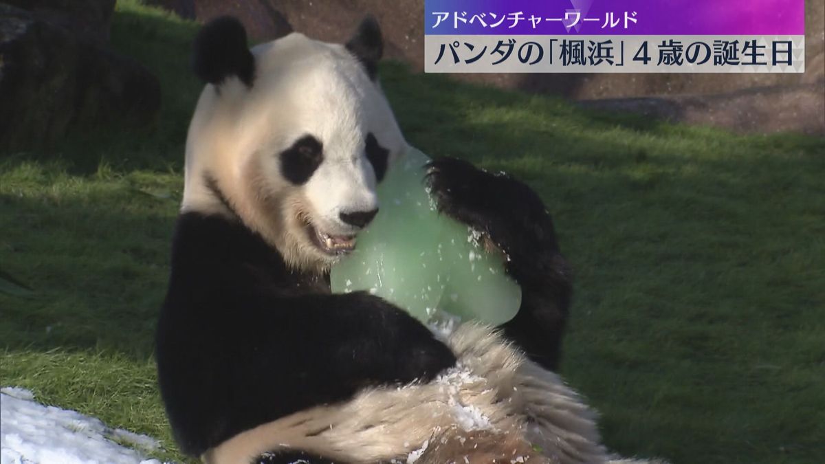 ジャイアントパンダの「楓浜（ふうひん）」が4歳の誕生日　和歌山・白浜町　アドベンチャーワールド