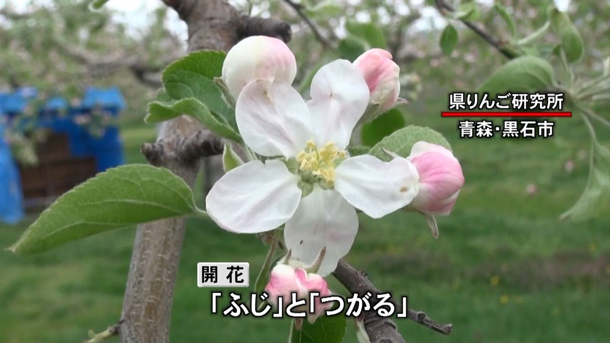 例年より４日早く…リンゴの花開花　青森