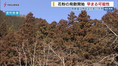 スギ、ヒノキ花粉の総飛散数量 平均に比べ1.6倍以上の予想 山梨県