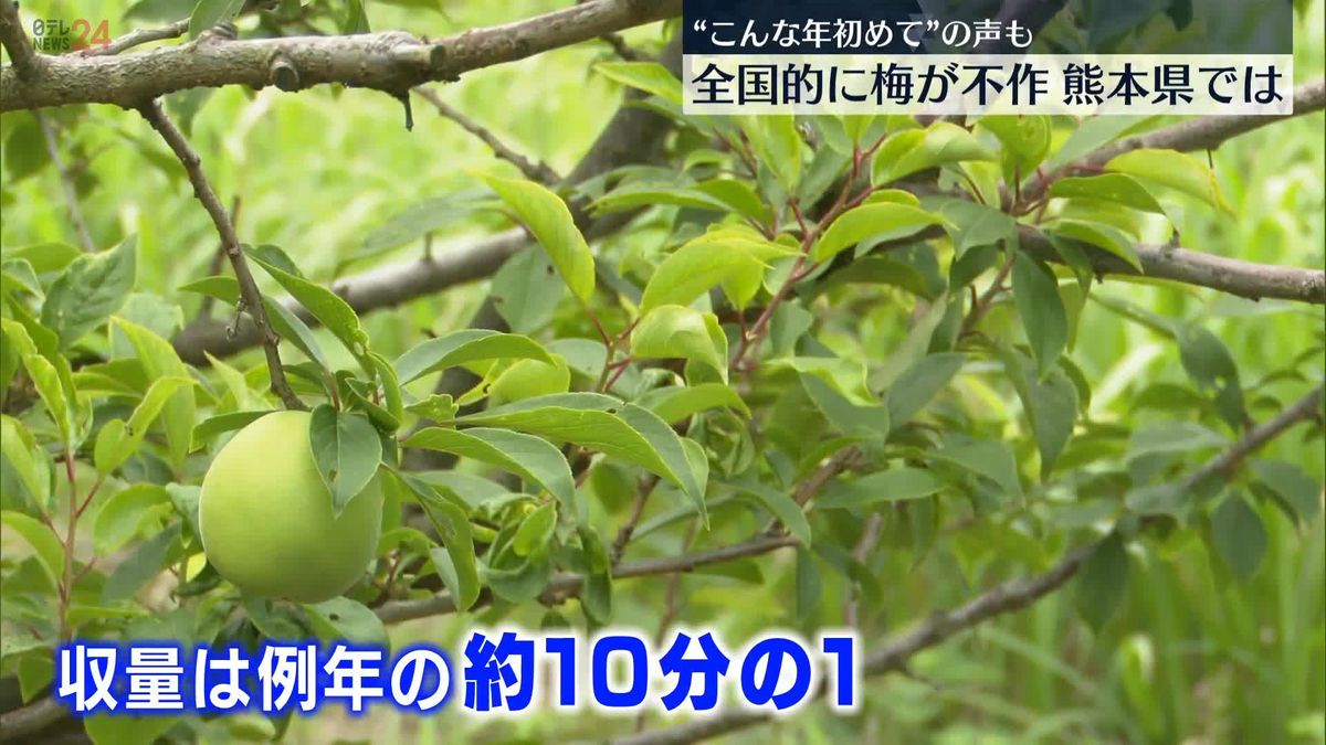 “こんな年初めて”の声も　全国的に梅が不作…熊本県では