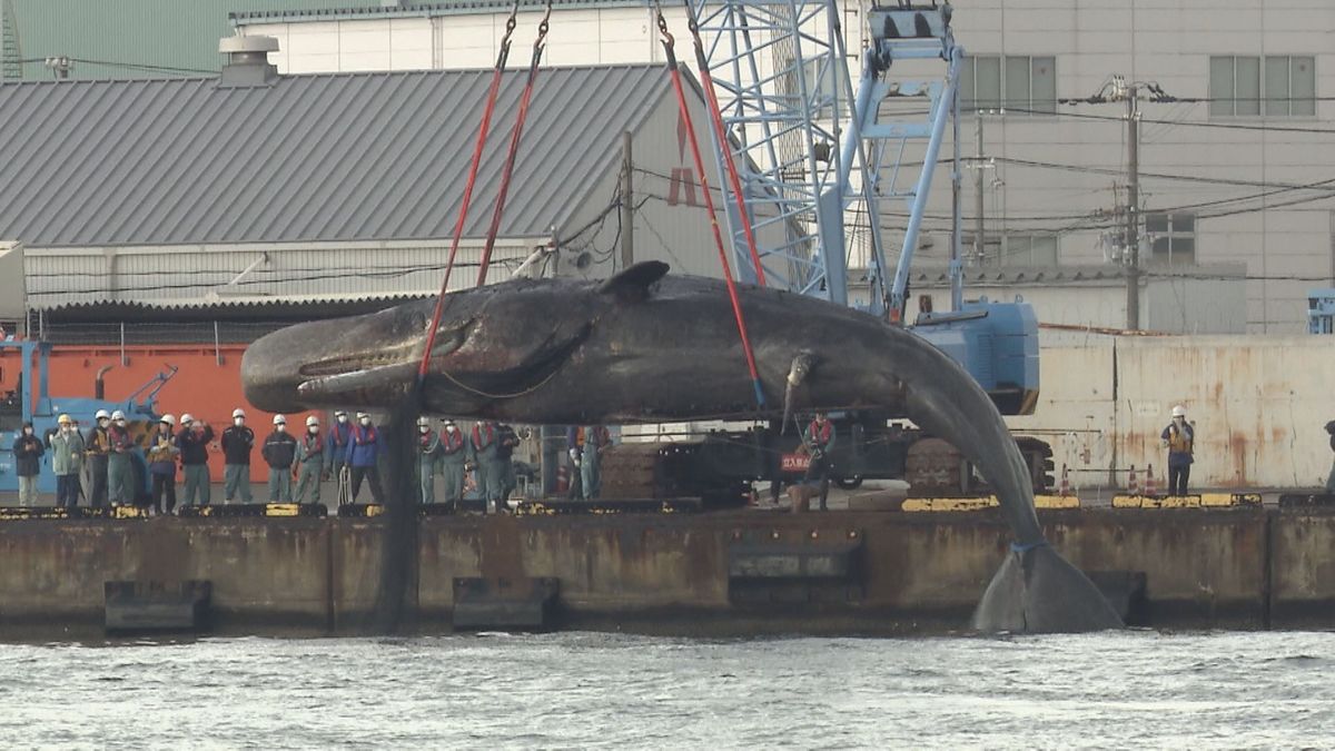 クジラ「淀ちゃん」（2023年）