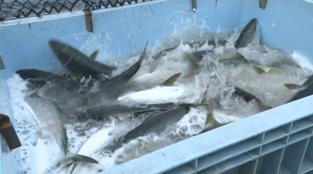 水揚げされる魚