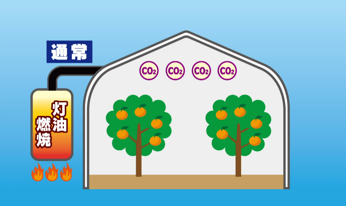 みかんのハウス栽培の一般的な事例