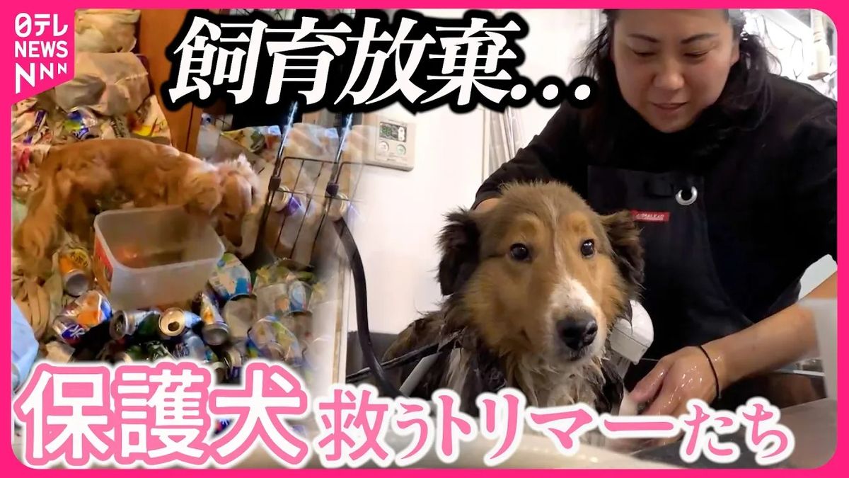 【密着】保護犬レスキュー！キレイにして家族探し…トリマーたちの奮闘90日『every.特集』