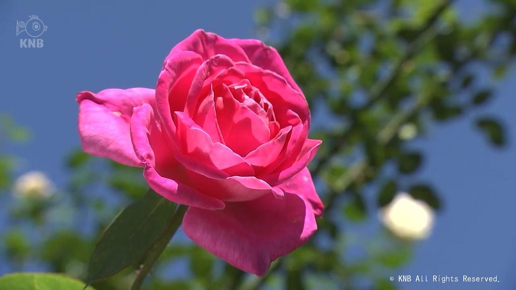 秋晴れのもと　秋のバラ美しく　砺波市