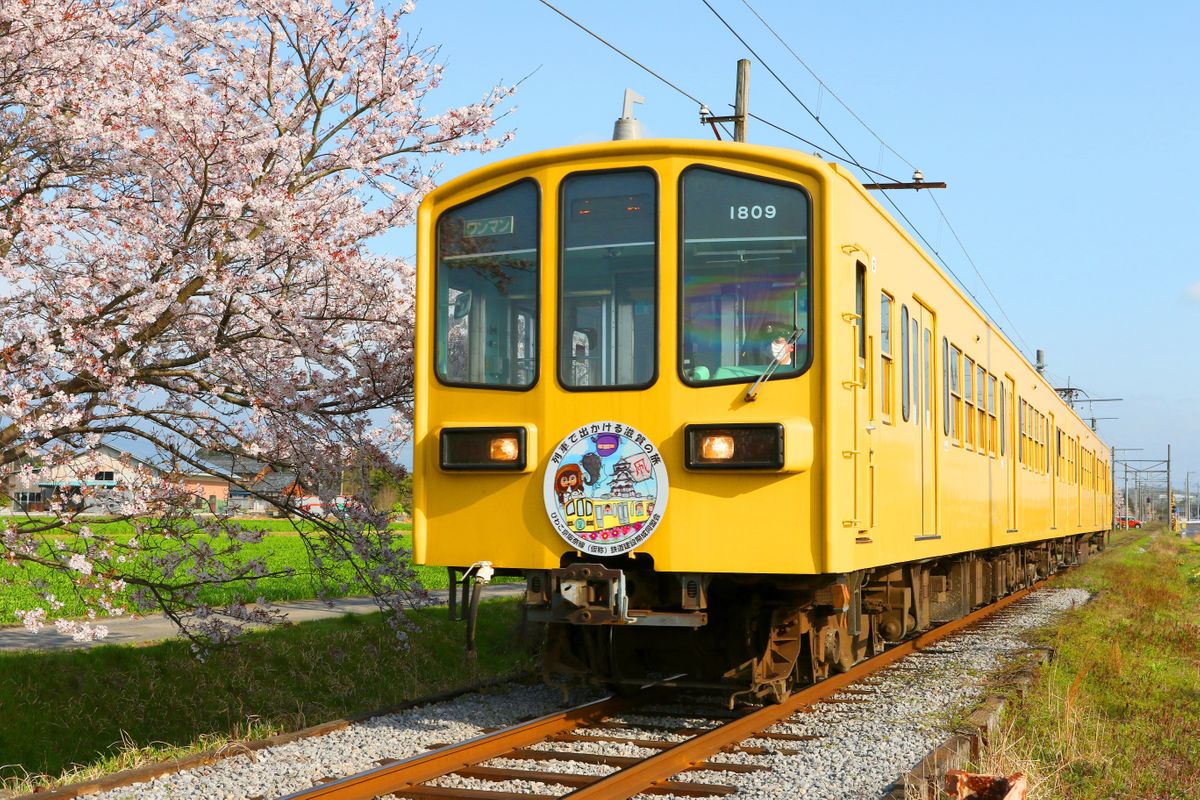 沿線の桜並木沿いを走る電車（提供：近江鉄道）