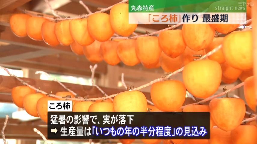 【寒風にさらし甘み強く】特産の干し柿「ころ柿」作り　最盛期　猛暑で生産量は減少（宮城・丸森町）