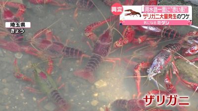 用水路一面に ザリガニ 大量発生 のワケ