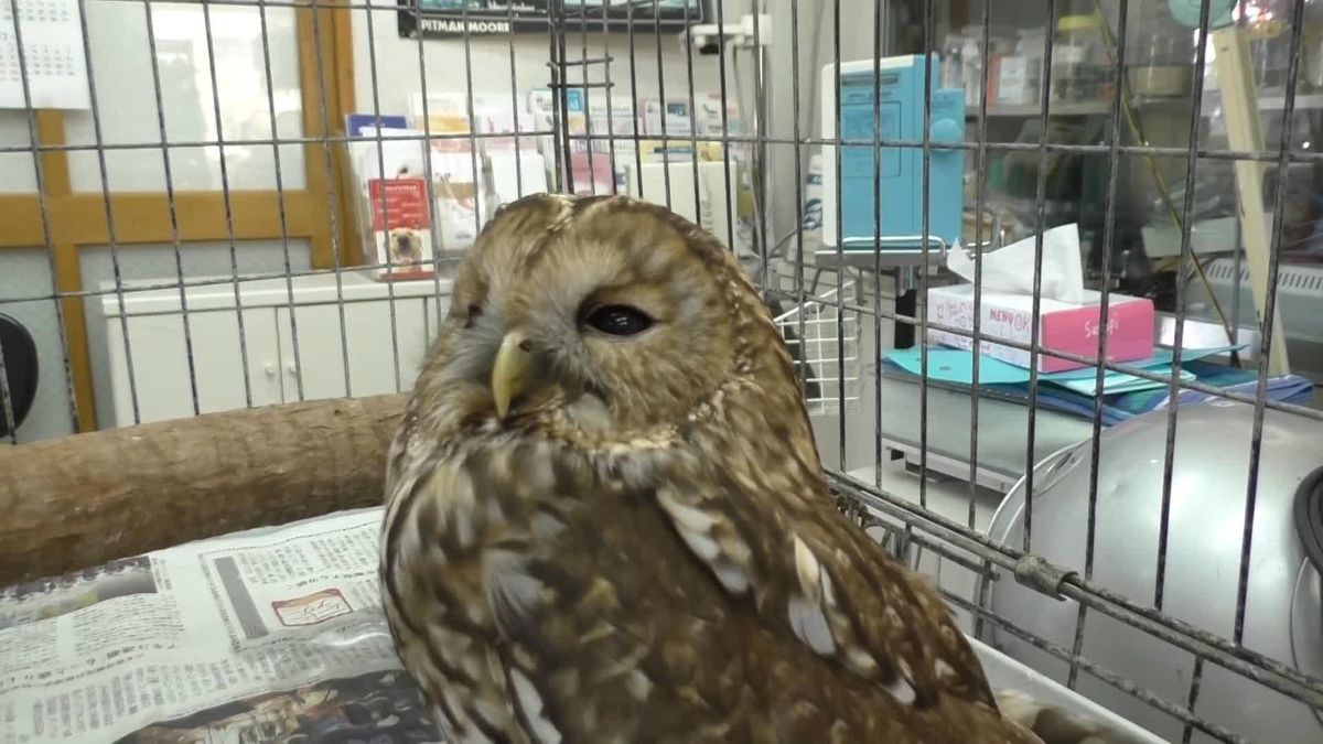 何が？フクロウ激突の瞬間…防犯カメラに一部始終　羽を広げる“黒い影”