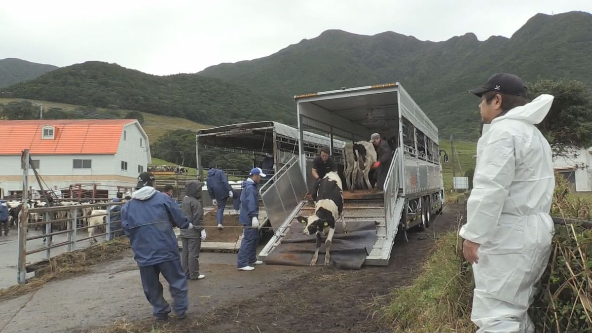 鹿屋市鳴之尾牧場で入牧式 49頭の子牛が仲間入り 畜魂祭 5年ぶりに開催 