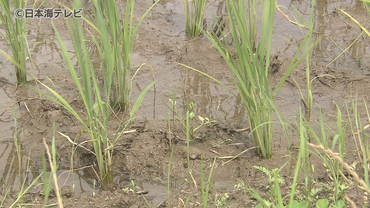 「今回の雨は全体的に見ると恵みの雨かなと思います」　降水量が少なかった6月　農家では大雨を喜ぶ声　鳥取県八頭町