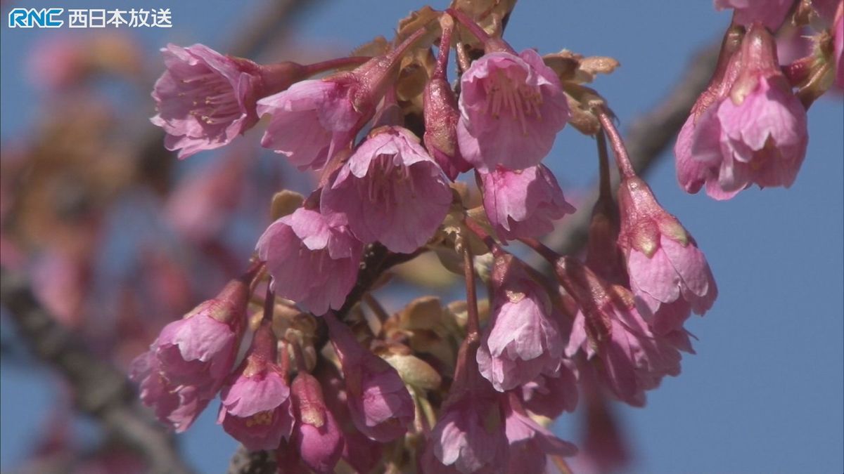 舘山寺桜　満開　小豆島