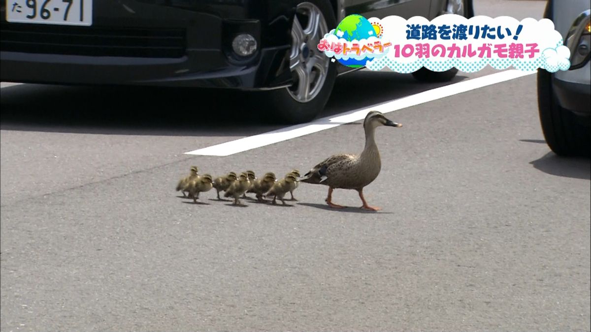 道路を渡りたい…１０羽のカルガモ親子