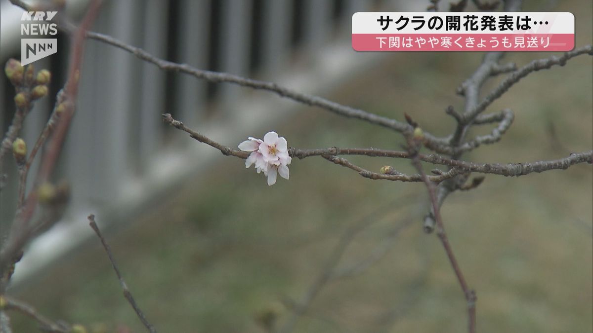 山口県内のサクラの開花発表は29日以降に…「平年より遅い」開花に