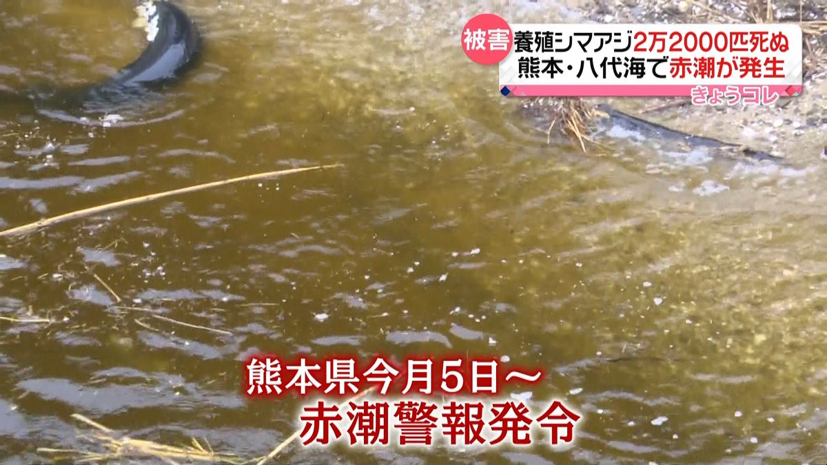 養殖シマアジ２万２千匹死ぬ　熊本で赤潮