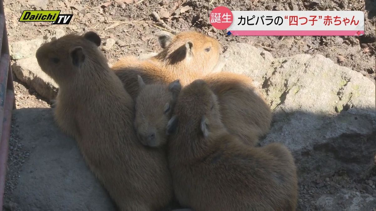 カピバラの“四つ子”赤ちゃんが誕生し人気に（静岡・東伊豆町）