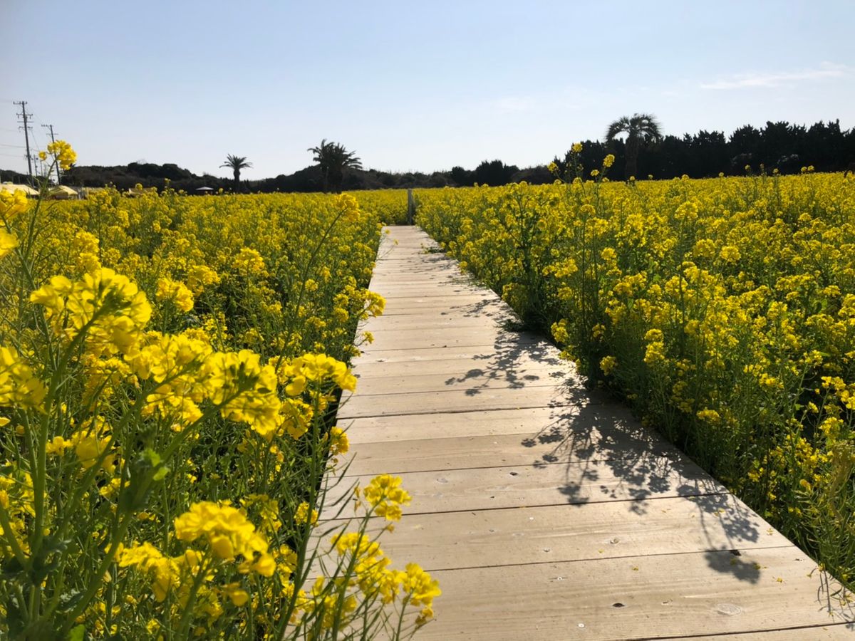 昨年の菜の花ランウェイ（提供：渥美半島観光ビューロー）