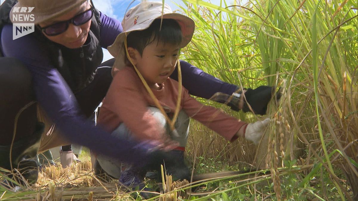 山口市で親子で稲刈り体験！米作り通じて食の大切さ学ぶ