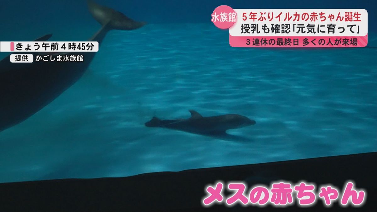 「お母さんイルカにくっついてた」5年ぶりイルカの赤ちゃん誕生