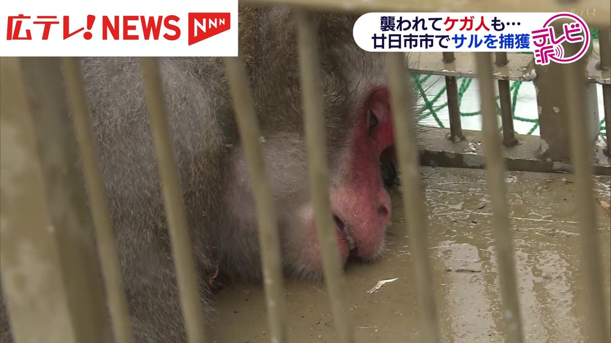 廿日市市で「サル」捕獲　24日以降「サルが出た」と目撃情報が相次ぐ　広島・廿日市市