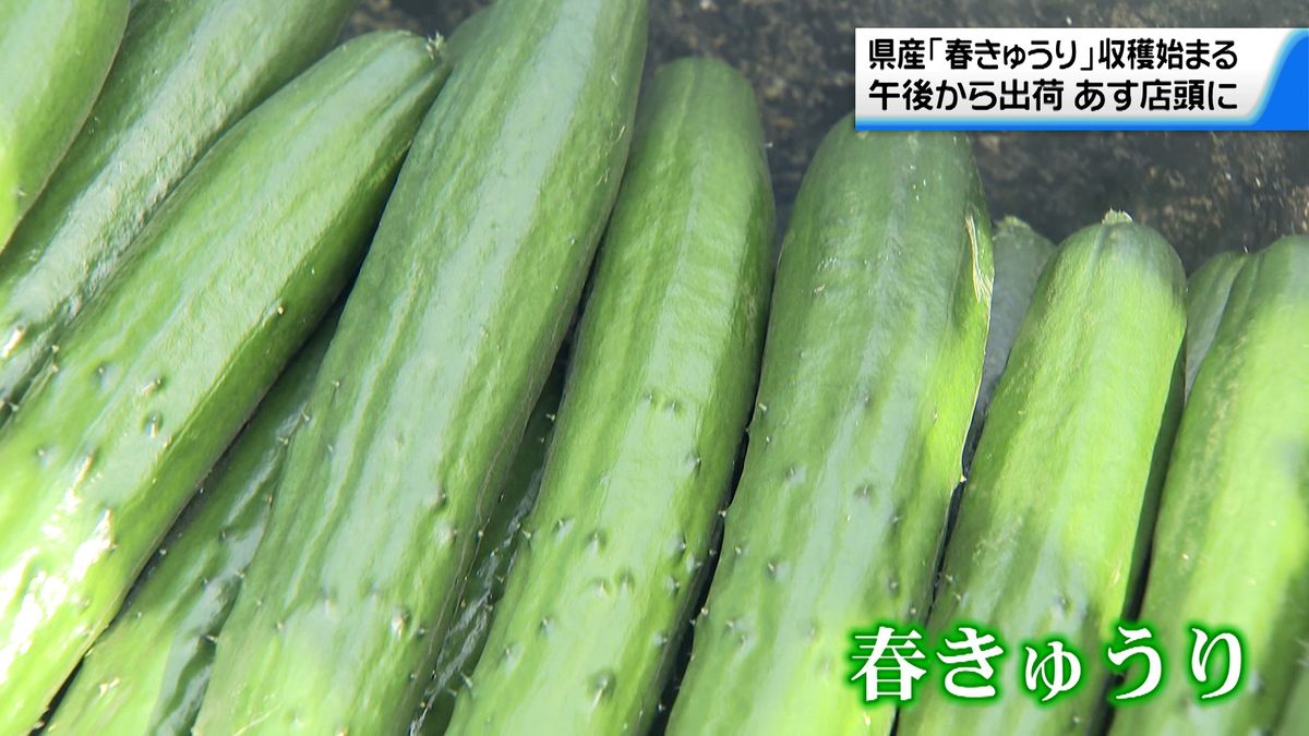 春の香りを初出荷　石川県産「春きゅうり」収穫作業本格化　